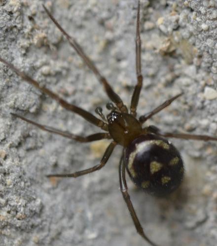Steatoda grossa